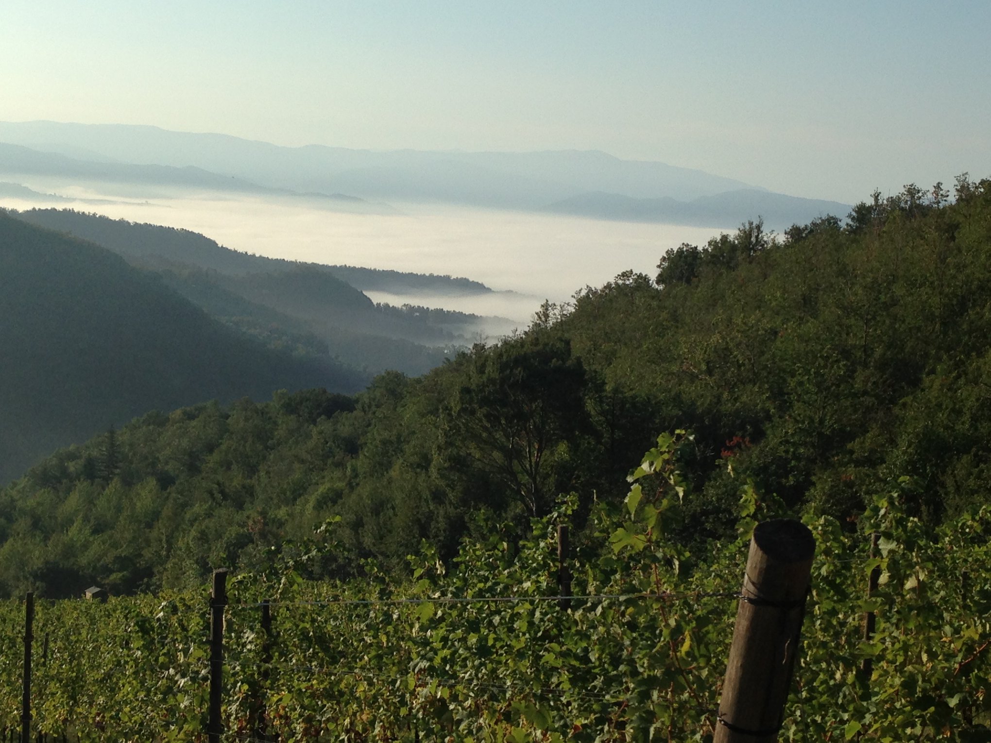 pinot nero dell'Appennino