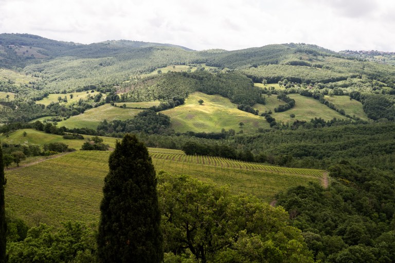 Morellino_di_Scansano_2023_2 (1)