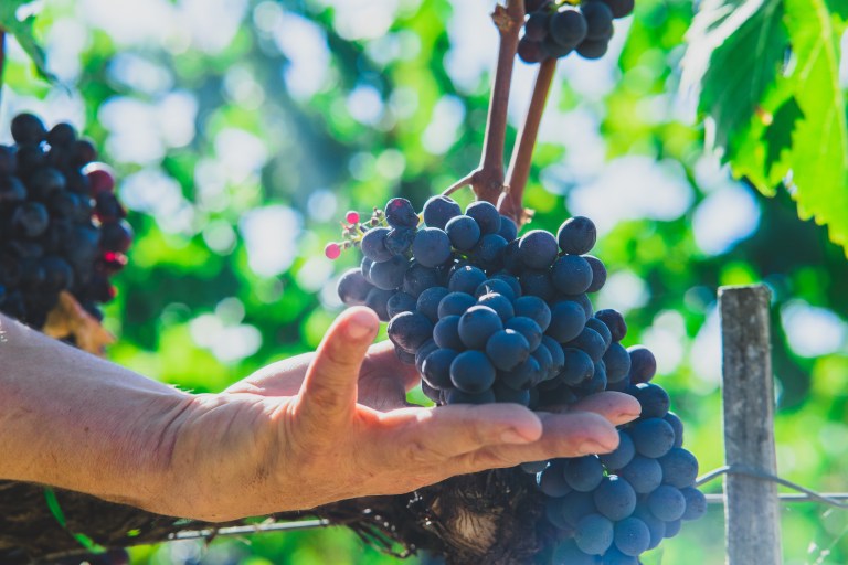 il re del mondo9 (2)