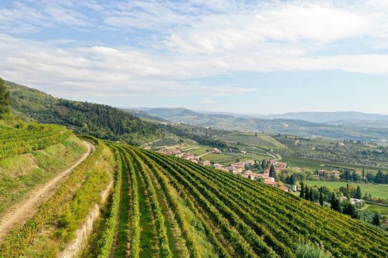 tommasi-viticoltori_valpolicella (1)