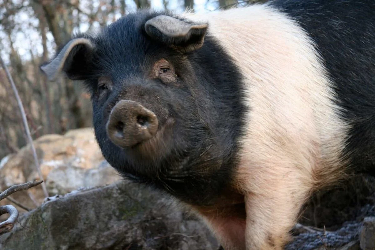 salumi-di-cinta-senese-424106